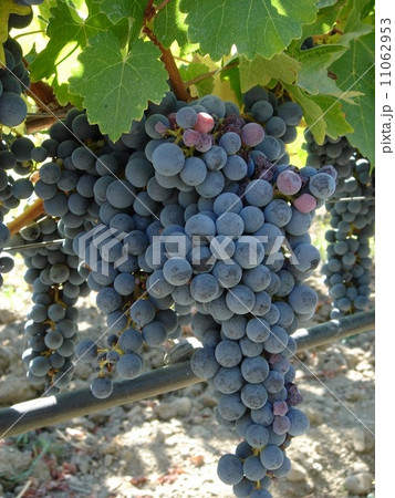 葡萄　Grape 11062953