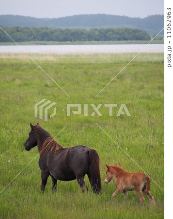 子連れの馬 子連れの馬 11062963