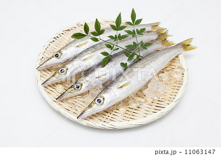 カマス（赤かます） 11063147