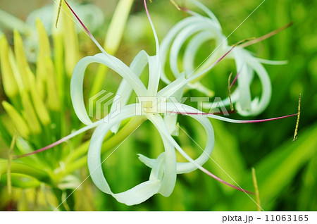 浜木綿 ハマユウ 花言葉 あなたを信じます Crinum Asiaticumの写真素材