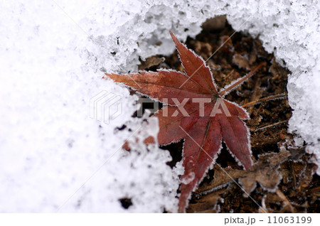 雪と凍るモミジ 11063199