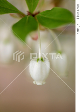 アセビ 11063206
