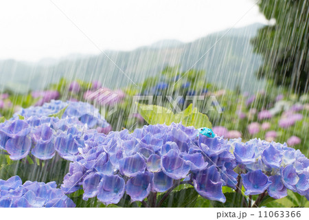 雨の日の紫陽花６ 11063366