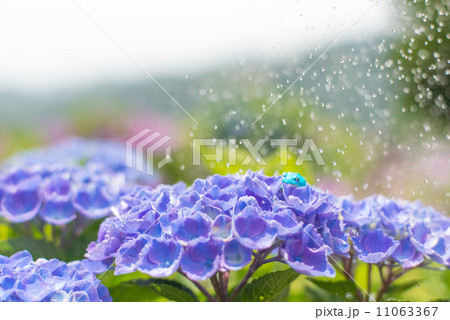 雨の日の紫陽花７ 11063367