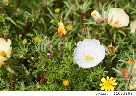 松葉牡丹 松葉牡丹 11063368