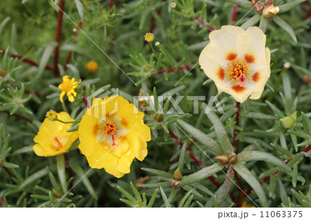 松葉牡丹 11063375