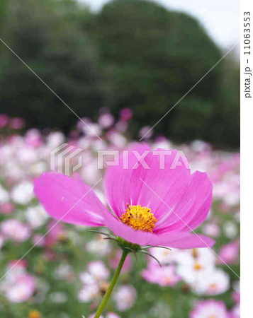 コスモス 11063553