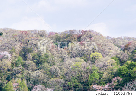 春の山並み 11063765