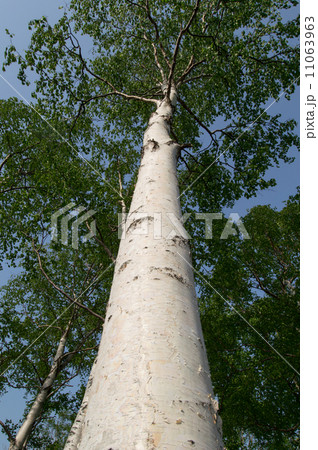 白樺の木 白樺の木 11063963