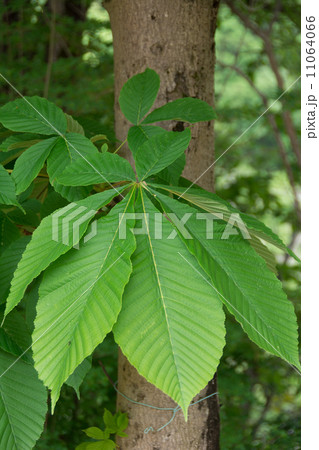 トチノキ トチノキ 11064066