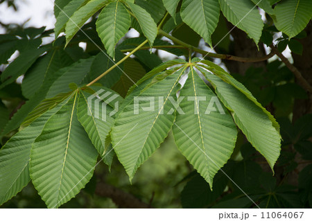 トチノキ 11064067