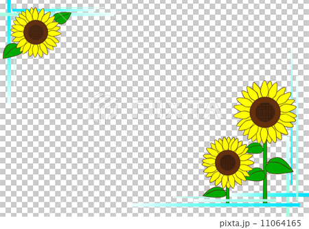 夏に咲く大きなヒマワリの花のフレーム 11064165