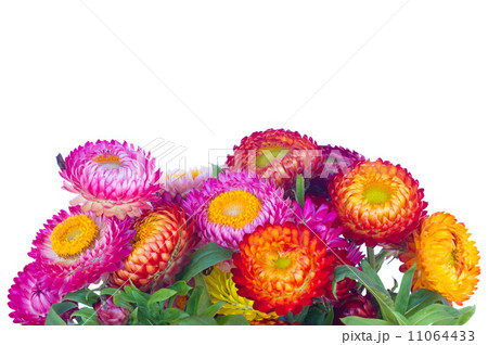 Everlasting flowers 11064433