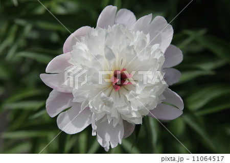 シャクヤク 11064517