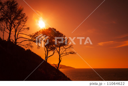 Silhouettes of trees on the coast of Gibraltar strait, Morocco 11064622