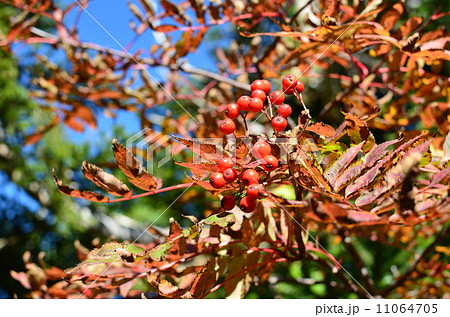 赤い実 赤い実 11064705