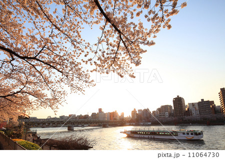 桜 11064730