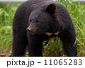 上目遣いのツキノワグマ 11065283