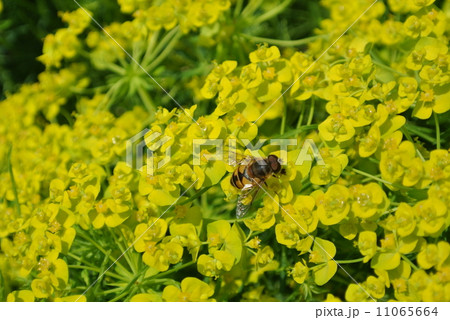 トウダイグサの上のミツバチ 11065664