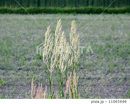 スカンホの花 11065696