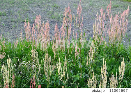 スカンホの花 11065697