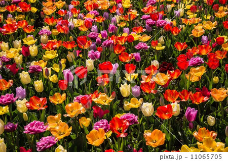 チューリップ 11065705