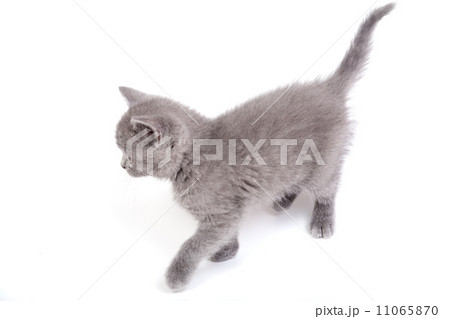Playful little kitten isolated on white Playful little kitten isolated on white 11065870