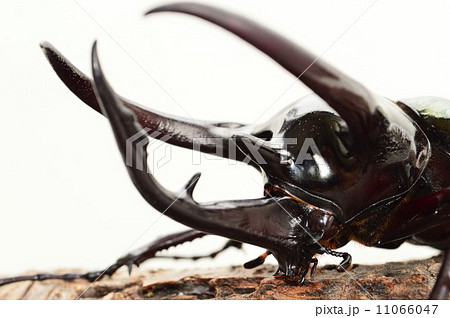 コーカサスオオカブト樹木の上で　白背景 11066047