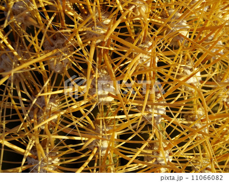 Detailed view of cactus Detailed view of cactus 11066082