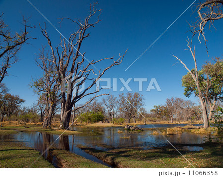 Ford in Paradise Pools area in Okavango delta 11066358