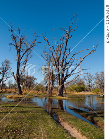 Ford in Paradise Pools area in Okavango delta 11066359