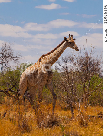 Giraffe in savanna Giraffe in savanna 11066366