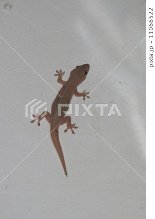 ゲッコー 11066522