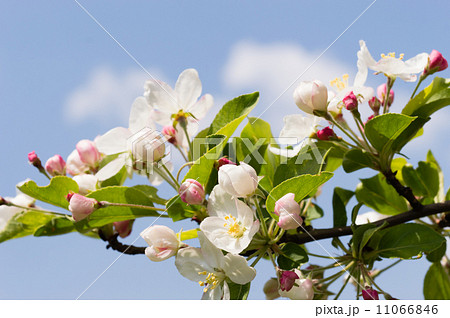 姫リンゴの花 姫リンゴの花 11066846