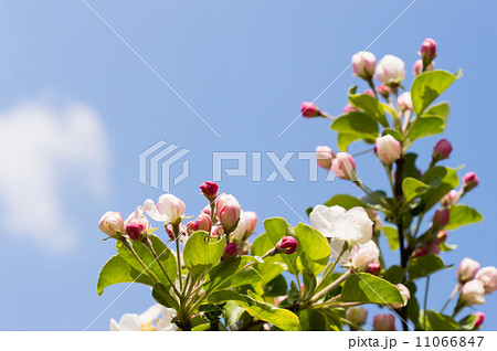 姫リンゴの花 姫リンゴの花 11066847