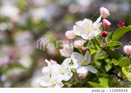 姫リンゴの花 姫リンゴの花 11066848
