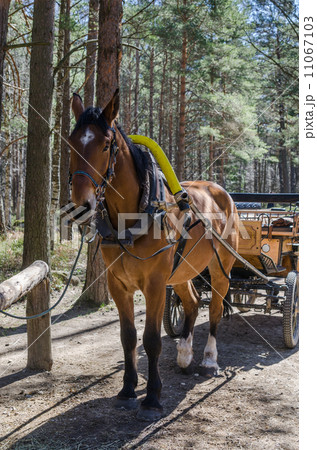 Horse-drawn carriage in close up 11067103
