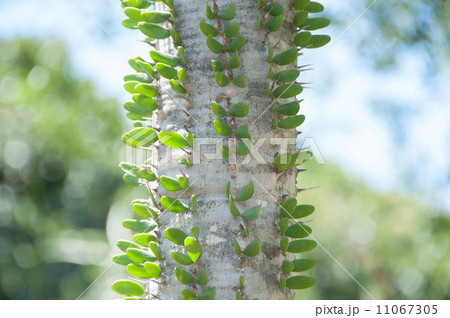 アルアウディア・プロケア アルアウディア・プロケア 11067305