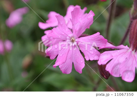 太陽を待つサクラマンテマ 11067350