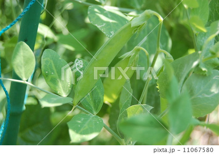 さやいんげん　きぬさや　夏野菜 11067580