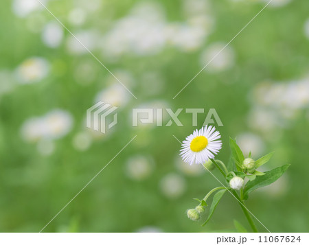 原っぱのヒメジョオン 原っぱのヒメジョオン 11067624