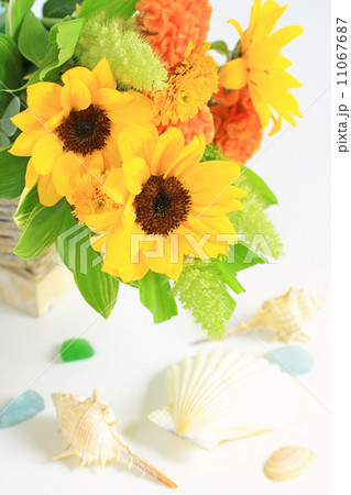 向日葵と貝殻 11067687
