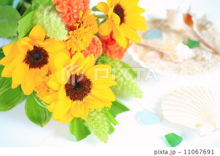 向日葵と貝殻 向日葵と貝殻 11067691