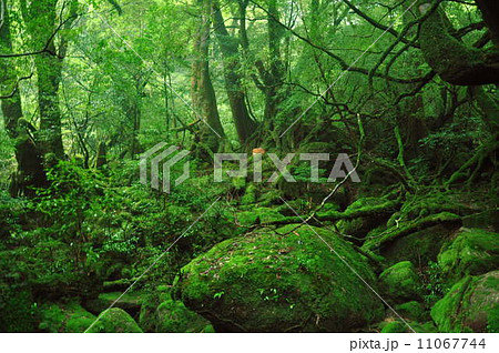 屋久島 11067744