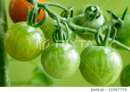 ミニトマト 11067759