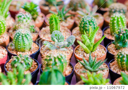 Close up of Cactus plant in flowerpot Close up of Cactus plant in flowerpot 11067972