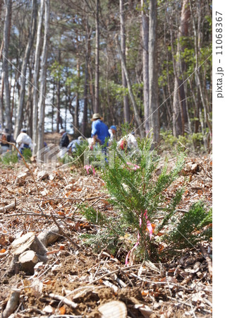 植樹祭 11068367
