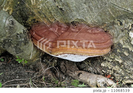 Artists fungus 11068539