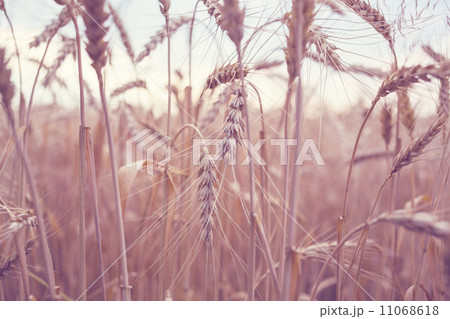 Wheat Wheat 11068618