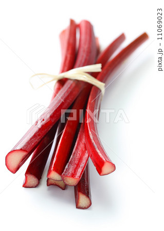 赤いルバーブ 赤いルバーブ 11069023